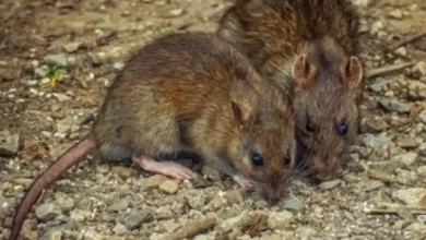 Photo de 5 remèdes maison efficaces pour se débarrasser des RATS
